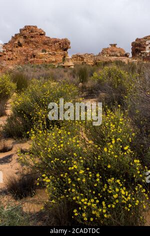 Die verwitterte Sandsteinformation an den Stadsaal Caves in den Cederberg Mountains, Südafrika, im Frühling, mit blühenden Bush Daisies und einem Stockfoto