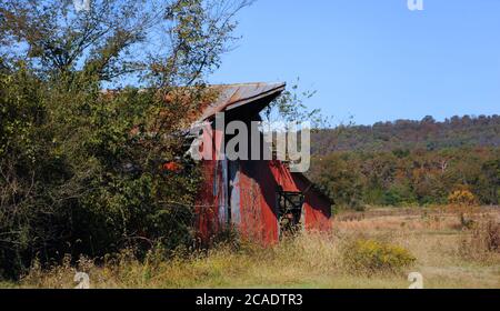 Der Herbst bedeckt die Bäume im Hintergrund einer alten verlassenen Scheune in North Arkansas. Überwuchert, rostend, mit Zinndach einfallend, Scheune tapfer Gesicht Stockfoto