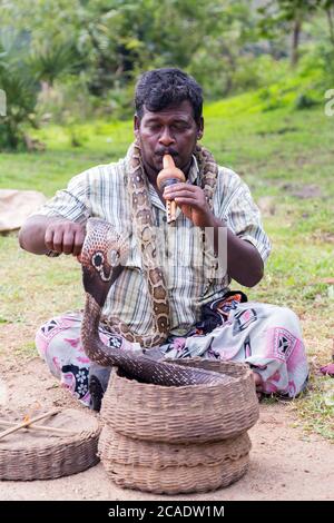 POLONNARUWA, SRI LANKA - 31. JANUAR 2016: Snake Charmer Erwachsener Mann spielt auf Musikinstrument vor Schlange an einem alten Korb Stockfoto