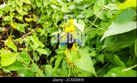 Gefährliche schwarze Bumble Biene auf gelbe Blume. Grüner natürlicher Hintergrund. Gefährliche Insekten in Bangladesch. Stockfoto