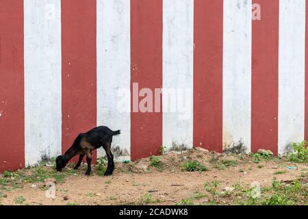 Mayiladuthurai, Tamil Nadu, Indien - Februar 2020: Eine Ziege grast auf dem Gras, das außerhalb der gestreiften Wände des alten Hindu-Tempels in Vaithee wächst Stockfoto