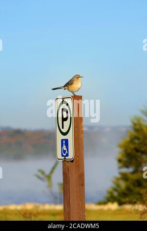 Mockingbird liegt auf einem Behindertenparkschild am Table Rock Lake in Branson, Missouri. Stockfoto