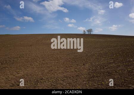 Leeres gepflügtes Feld mit Pflanzen, die in Hoath, Kent, England zu wachsen beginnen. Stockfoto