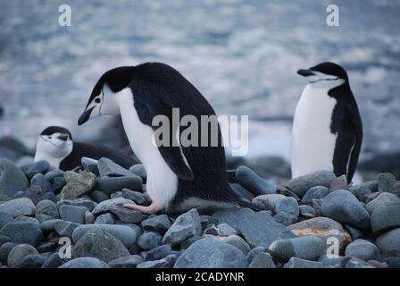 Pinguine leben auf Livingstone Island, Antarktis Stockfoto