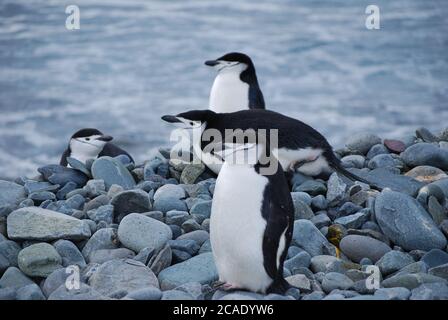 Pinguine leben auf Livingstone Island, Antarktis Stockfoto