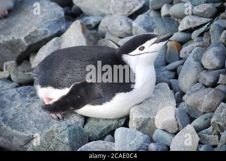 Pinguine leben auf Livingstone Island, Antarktis Stockfoto