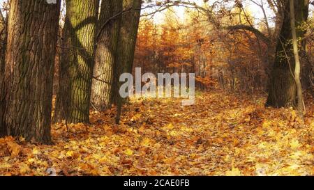 November im Wald, herbstlicher Morgenspaziergang, Landschaft mit gefallenen Blättern, sonniger Tag Stockfoto