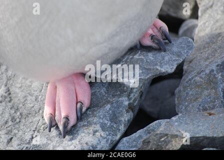 Pinguine leben auf Livingstone Island, Antarktis Stockfoto