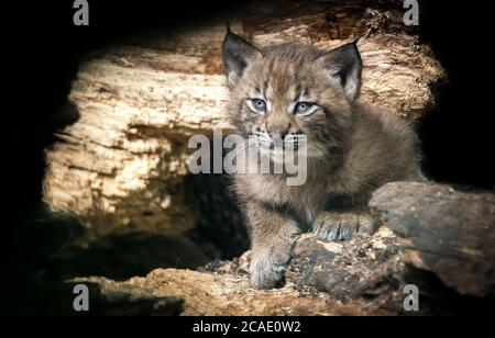 Junger Luchs im grünen Wald. Wildlife-Szene aus der Natur. Laufen eurasischen Luchs, Tierverhalten im Lebensraum. Jungtier der Wildkatze, Deutschland. Jagd nach Fleischfreunden Stockfoto