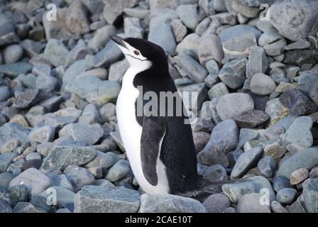 Pinguine leben auf Livingstone Island, Antarktis Stockfoto