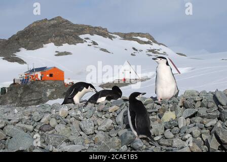 Pinguine leben auf Livingstone Island, Antarktis Stockfoto