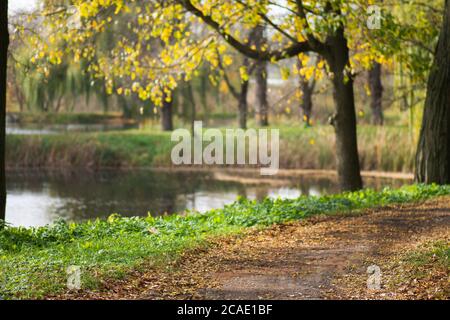 Wald mit viel warmen Sonnenschein. Herbstbäume im Wald in Europa. Landschaftlich schöner Wald bei Sonnenuntergang im Herbst Stockfoto