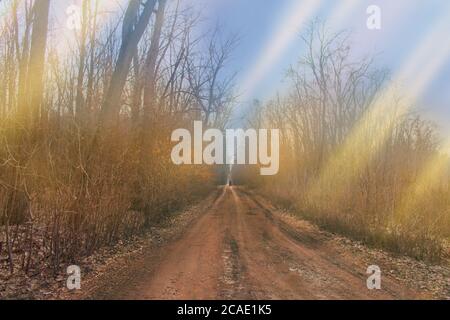 Herbst Wald Natur. Landschaft mit angenehm warmen Sonnenschein. Wunderschöne Herbstlandschaft. Herbstwald mit Strahlen von warmem Licht Stockfoto
