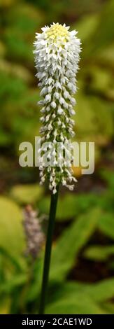 Eine einzelne Blütenspitze von Primula Vialii Barnhill White. Stockfoto