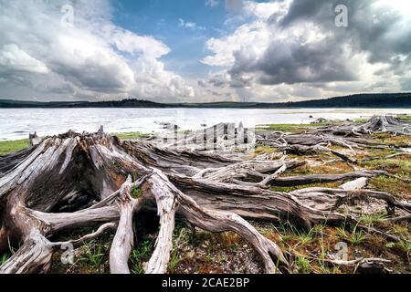 Prisecnice Damm in Krusne hory Berge, Wurzeln im Wassertank Prisecnice, das beste Foto. Stockfoto