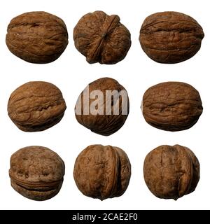 Set von getrockneten Walnüssen auf einem weißen isolierten Hintergrund Stockfoto
