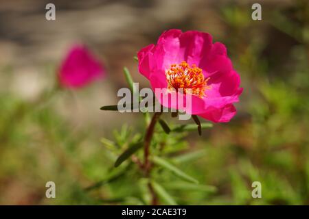 Im Sommergarten gibt es rosa purslane Blüten. Nahaufnahme offene Knospe mit Pollen auf Staubgefäßen und Stempeln. Stockfoto