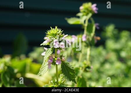 Wilde lila Blüten wachsen im Sommer grünen Feld Stockfoto
