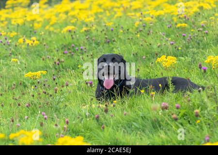 Ein schwarzer labrador Retriever, der sich in einem Feld von Wildblumen, vorwiegend rotem Klee und Ragwürz, niederlegt. Stockfoto