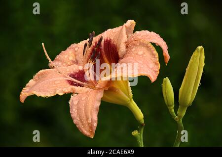 Regentropfen, die sich an lachsrosa und kastanienbraunen Taglilienblüten und ungeöffneten Knospen Klammern (Hemerocallis Classic Caper). Blütenfarbe spiegelt sich in Regentropfen. Stockfoto