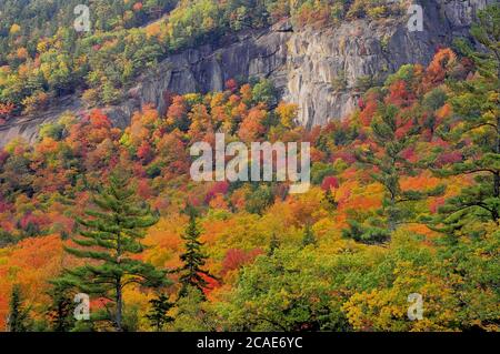 Herbst in den Weißen Bergen. Atemberaubende Aussicht auf bunte Bäume, die sich an steilen Klippen entlang des malerischen Kancamagus Highway in New Hampshire Klammern. Stockfoto