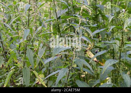Urtica dioica, gewöhnliche Brennnesselblüten auf Wiese Nahaufnahme selektiver Fokus Stockfoto