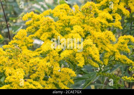 Solidago canadensis Canada goldenrod gelbe Blüten in Wiese Makro selektiven Fokus Stockfoto