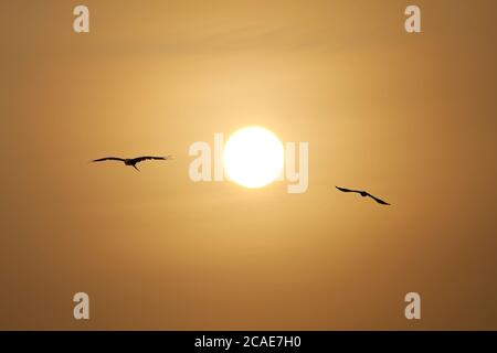 Zwei Adler fliegen über dem Sonnenuntergang Stockfoto