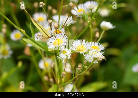 Erigeron annuus , Fleabane östlichen Gänseblümchen weißen Blüten in Wiese Makro selektiven Fokus Stockfoto