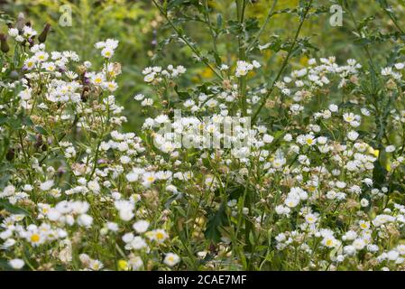 Erigeron annuus , Fleabane östlichen Gänseblümchen weißen Blüten in Wiese Makro selektiven Fokus Stockfoto