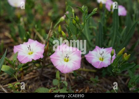 Im sonnigen Garten wachsen kleine violette, zarte Blüten Stockfoto