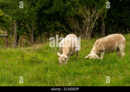 Frisch geschorene Schafe weiden auf Bredon Hill, Worcestershire Großbritannien. In der englischen Landschaft. Stockfoto