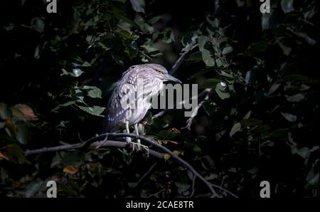 Ein junger Schwarzkronenreiher juvenile Nycticorax nycticorax versteckt in einem Busch, das beste Foto. Stockfoto