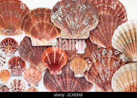 Muschelschalen bilden einen abstrakten Hintergrund auf weißem Holz. Stockfoto