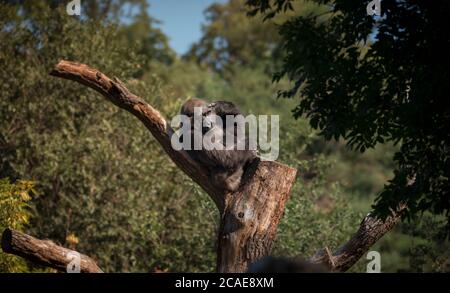 Portrait von Gorilla, Blick in die Augen eines schönen Kreatur, sitzt auf einem Baum auf einem Ast, das beste Foto. Stockfoto