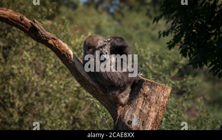 Portrait von Gorilla, Blick in die Augen eines schönen Kreatur, sitzt auf einem Baum auf einem Ast, das beste Foto. Stockfoto