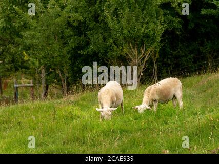 Frisch geschorene Schafe weiden auf Bredon Hill, Worcestershire Großbritannien. In der englischen Landschaft. Stockfoto