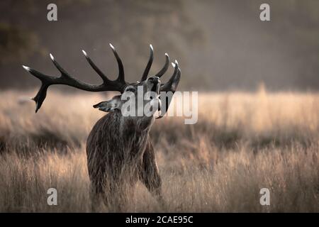 Ein Rothirsch (Cervus elaphus) Während der Rut in London Besitz seiner Frauen beanspruchen Stockfoto