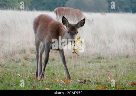 Ein junger Rothirsch (Cervus elaphus), der ein Futter hat. Das Rehkitz frisst die lockeren Eichenblätter aus dem Boden im Bushy Park in London Stockfoto