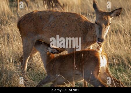 Ein zarter Moment, in dem ein junges Rehkitz sich inmitten eines Londoner Parks von ihrer Mutter Rotwild (Cervus elaphus) ernährt Stockfoto