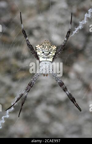 Signature Spider Argiope Appensa Stockfoto