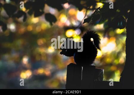 Ein Bild eines grauen Eichhörnchens (Sciurus carolinensis), das eine von der hellen Herbstsonne hinterleuchtete Nuss frisst Stockfoto