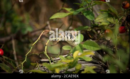 Die Grasnatter Natrix natrix, Schlange versteckt sich im Gras und ist auf der Jagd, das beste Foto. Stockfoto