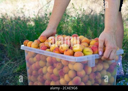 Frau bewegt frisch zusammengestellte reife rot-gelbe Aprikosen in der Plastikkiste im Garten in der Nähe. Während der Erntezeit Stockfoto
