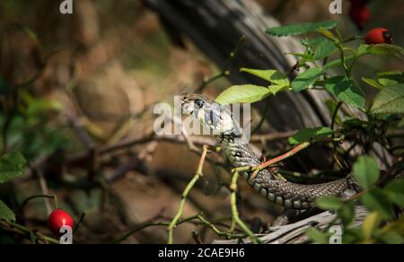 Die Grasnatter Natrix natrix, Schlange versteckt sich im Gras und ist auf der Jagd, das beste Foto. Stockfoto