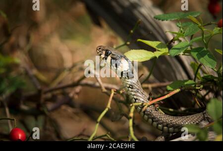 Die Grasnatter Natrix natrix, Schlange versteckt sich im Gras und ist auf der Jagd, das beste Foto. Stockfoto