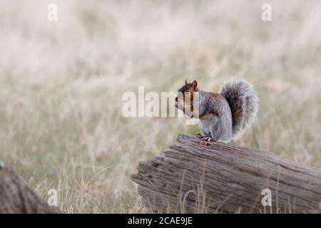 Das graue Eichhörnchen (Sciurus carolinensis), das auf dem Balken sitzt und einen schnellen Imbiss auf der Nuss hat Stockfoto