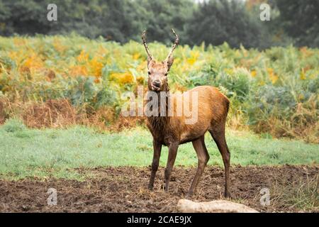 Ein junger Rothirsch (Cervus elaphus), der sich im feuchten Schlamm herumrollt und sich selbst reinigt Stockfoto