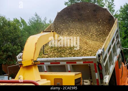 Holzhackschnäpper bläst Baumzweige schneiden eine tragbare Maschine auf die Rückseite eines LKW nach einem unerwarteten Hurrikan Sturm Stockfoto