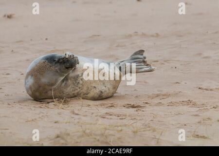 Der graue Seehund (Halichoerus grypus) wischt den Sand von seiner Nase, während er am Norfolk Strand liegt Stockfoto